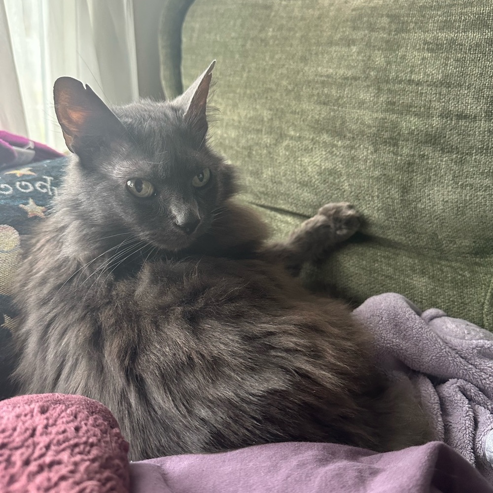 Meet your Posher, Bella
